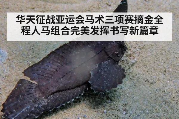 华天征战亚运会马术三项赛摘金全程人马组合完美发挥书写新篇章